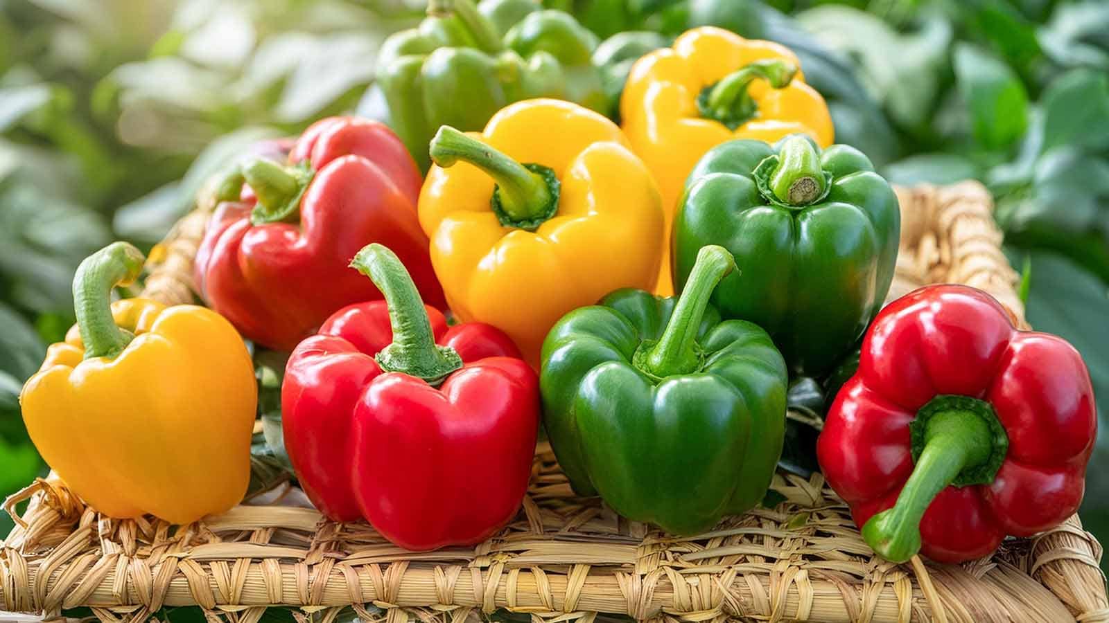خرید عمده فلفل دلمه ای در تهران